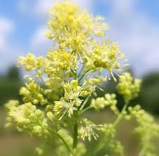 Attēlu rezultāti vaicājumam “Thalictrum lucidum leaf”