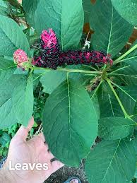 Attēlu rezultāti vaicājumam “Phytolacca acinosa leaf”