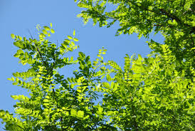 Attēlu rezultāti vaicājumam “Robinia”