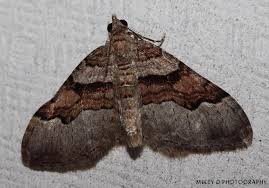 Attēlu rezultāti vaicājumam “Xanthorhoe quadrifasiata”