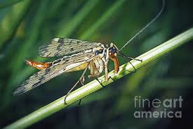 Attēlu rezultāti vaicājumam “Panorpa communis”