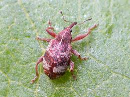 Attēlu rezultāti vaicājumam “Anthonomus phyllocola”