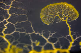 Attēlu rezultāti vaicājumam “Physarum contextum sessile”