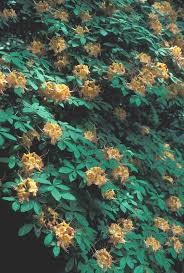 Attēlu rezultāti vaicājumam “Rhododendron calendulaceum”