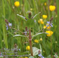 Attēlu rezultāti vaicājumam “Veronica beccabunga bud”
