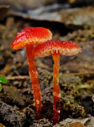 Attēlu rezultāti vaicājumam “Hygrocybe sp.”