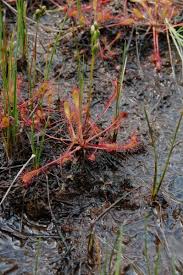 Attēlu rezultāti vaicājumam “Drosera anglica”