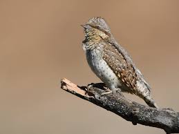 Image result for Jynx torquilla