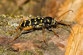 Attēlu rezultāti vaicājumam “Plagionotus detritus imago”