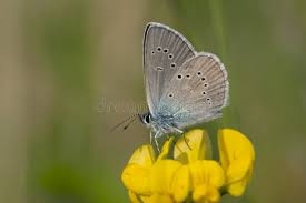 Attēlu rezultāti vaicājumam “Cyaniris semiargus male”