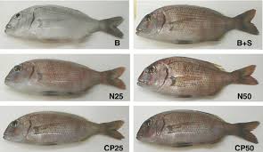 Image result for Pagrus