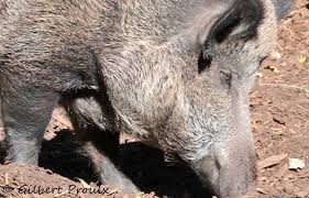 Attēlu rezultāti vaicājumam “Sus scrofa”