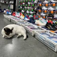 Image result for Delco Electronics Senior Badminton Club