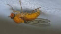 Attēlu rezultāti vaicājumam “Platypezidae”