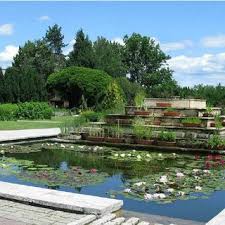 Attēlu rezultāti vaicājumam “Galerucella nymphaeae pupa”