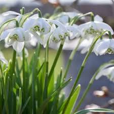 Attēlu rezultāti vaicājumam “Galanthus nivalis”