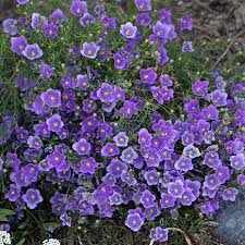 Image result for Nierembergia