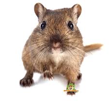 Image result for Gerbil