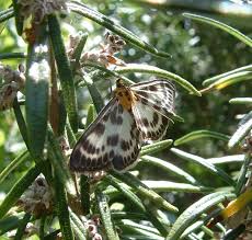 Attēlu rezultāti vaicājumam “Anania hortulata”