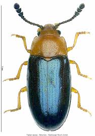 Attēlu rezultāti vaicājumam “Triplax aenea”