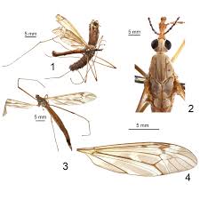 Attēlu rezultāti vaicājumam “Tipulidae female”