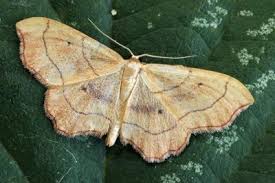 Attēlu rezultāti vaicājumam “Idaea emarginata”