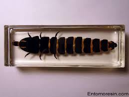 Attēlu rezultāti vaicājumam “Phosphaenus hemipterus male”