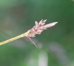 Attēlu rezultāti vaicājumam “Carex pilulifera”