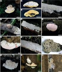 Attēlu rezultāti vaicājumam “Postia undosa”