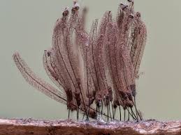 Attēlu rezultāti vaicājumam “Stemonitis pallida var. rubescens stalked”