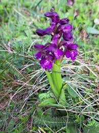Attēlu rezultāti vaicājumam “Orchis morio”