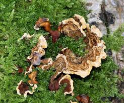 Attēlu rezultāti vaicājumam “Stereum fasciatum”