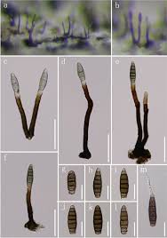 Attēlu rezultāti vaicājumam “Stemonitis lignicola stalked”