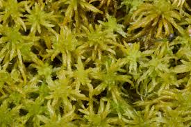 Attēlu rezultāti vaicājumam “Sphagnum inundatum”