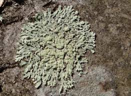 Attēlu rezultāti vaicājumam “Parmeliopsis ambigua”