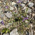Image result for Campanula lingulata