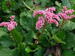 Image result for Bergenie