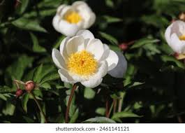 Attēlu rezultāti vaicājumam “Paeonia lactiflora flower”