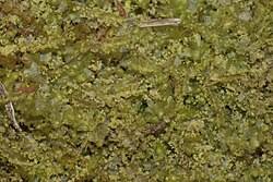 Attēlu rezultāti vaicājumam “Lophocolea minor”