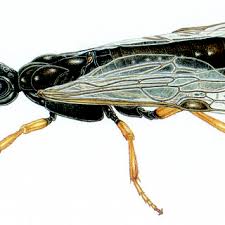 Attēlu rezultāti vaicājumam “Tenthredo campestris female”