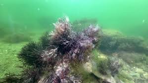 Attēlu rezultāti vaicājumam “Furcellaria lumbricalis”