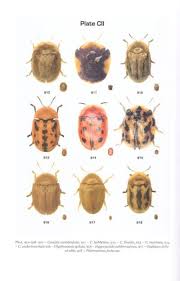 Attēlu rezultāti vaicājumam “Chrysomelidae”