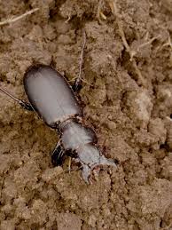 Attēlu rezultāti vaicājumam “Broscus cephalotes”