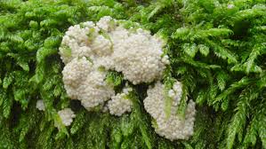 Attēlu rezultāti vaicājumam “Diderma deplanatum”