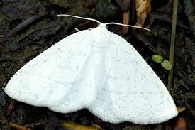 Attēlu rezultāti vaicājumam “Cabera pusaria”