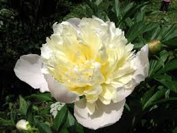 Attēlu rezultāti vaicājumam “Oenothera rubricauli”