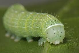 Attēlu rezultāti vaicājumam “Orthosia cerasi”