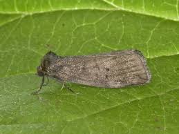 Attēlu rezultāti vaicājumam “Drepanidae”