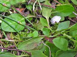Attēlu rezultāti vaicājumam “Parnassia palustris leaf”
