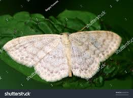 Attēlu rezultāti vaicājumam “Pleuroptya ruralis”